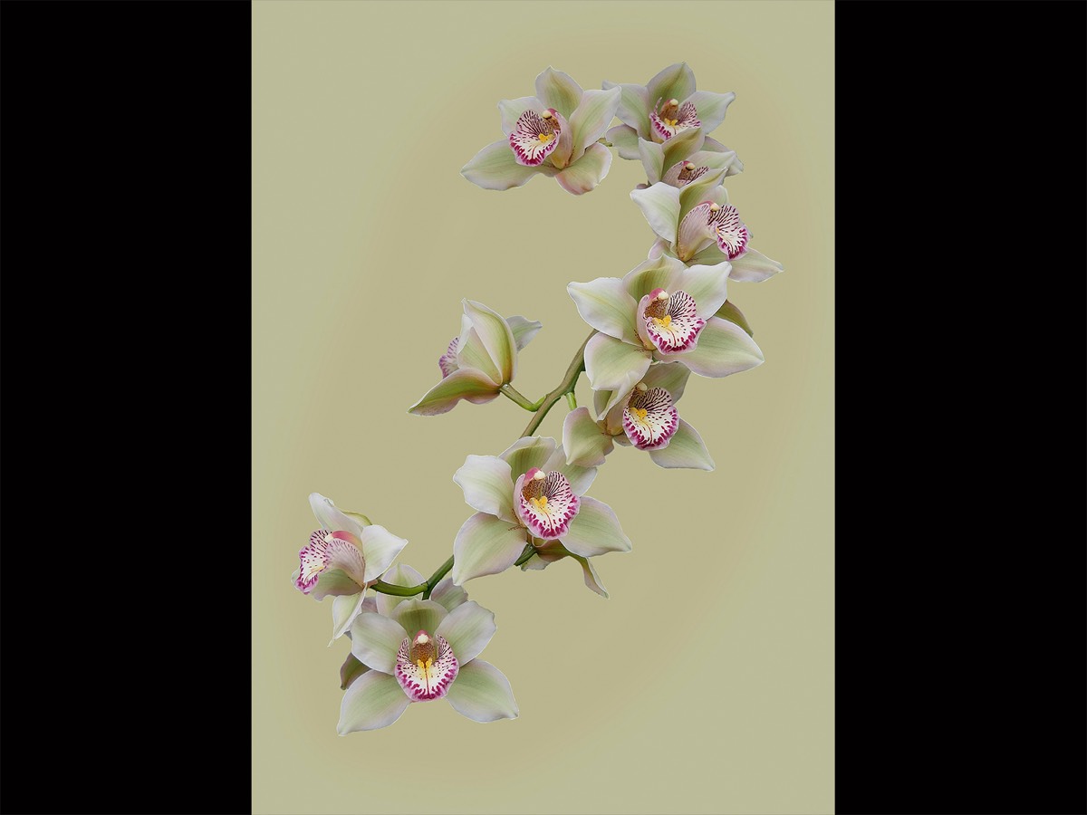 Martin James - Orchid on Cream