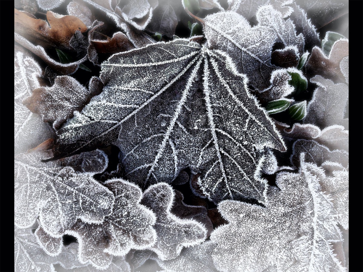 Alaln McCormick - Frosted Leaves