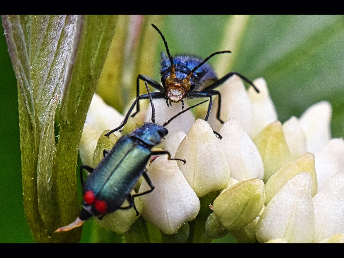 Bob Haydon - Bug