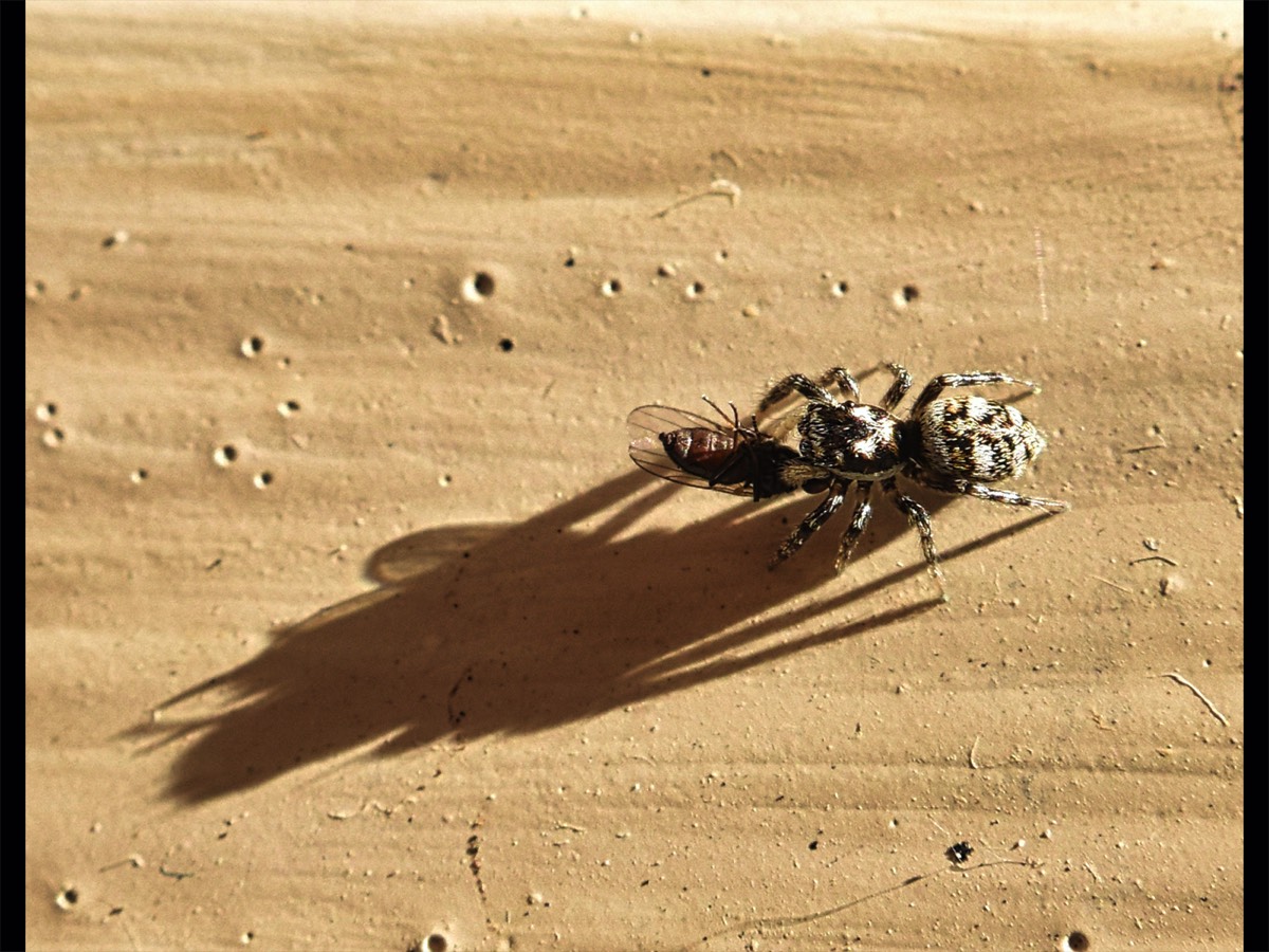 Bob Haydon - Spider