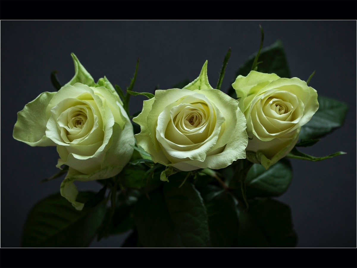 Catherine Nicholls - Three Yellow Roses