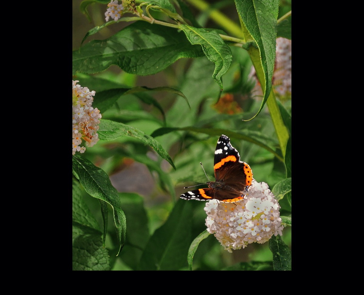 Martin James - Red Admiral