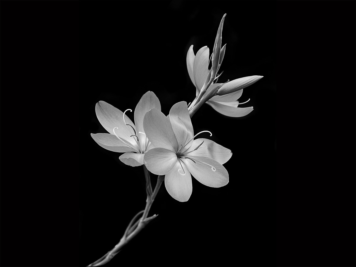 Martin James - Flower Form