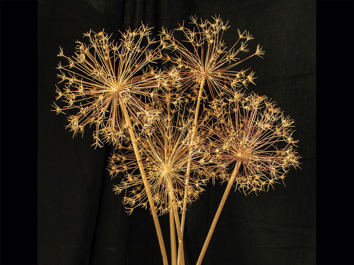 Catherine Nicholls - Fireworks of Nature