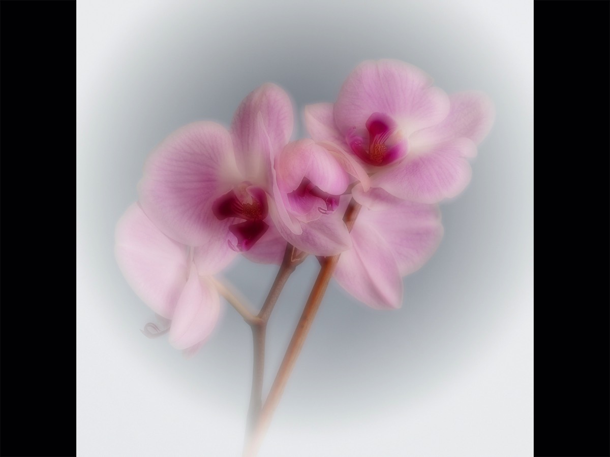 Alan McCormick - Orchid